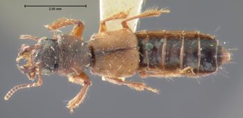 Media type: image;   Entomology 6524 Aspect: habitus dorsal view